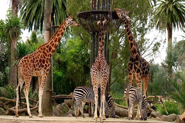 Wildlife Parks & Zoos