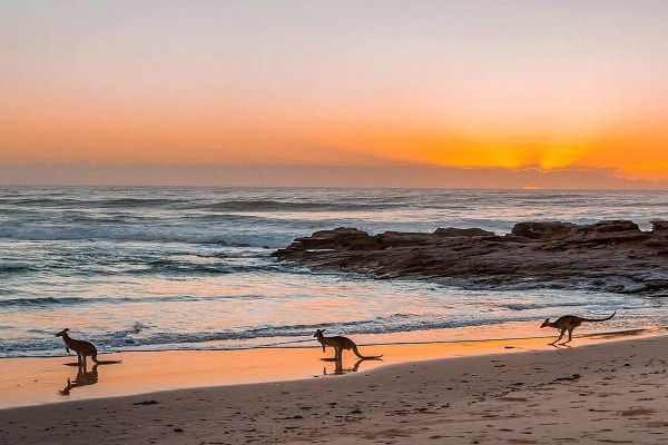 Wildlife Parks and Zoos in Australia